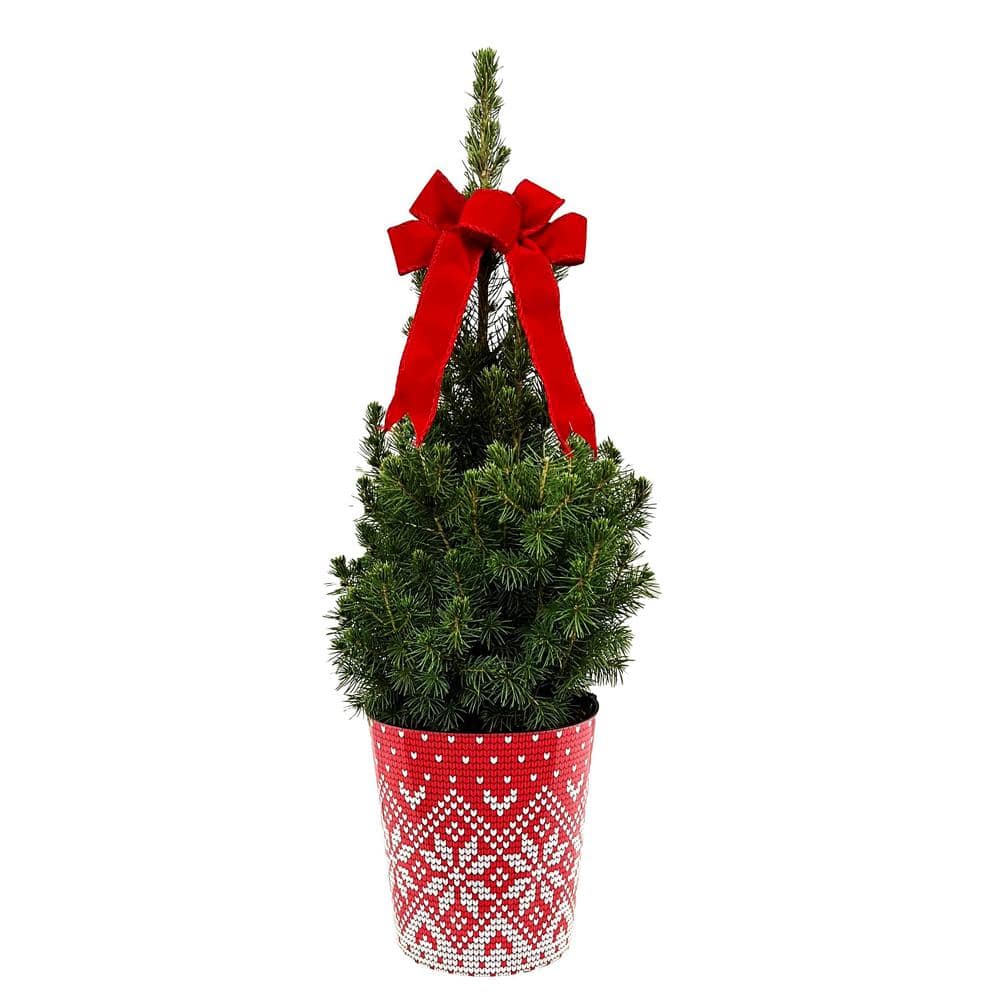 2.5 qt. Holiday Spruce Tree with Christmas Sweater Pot and Velvet Bow