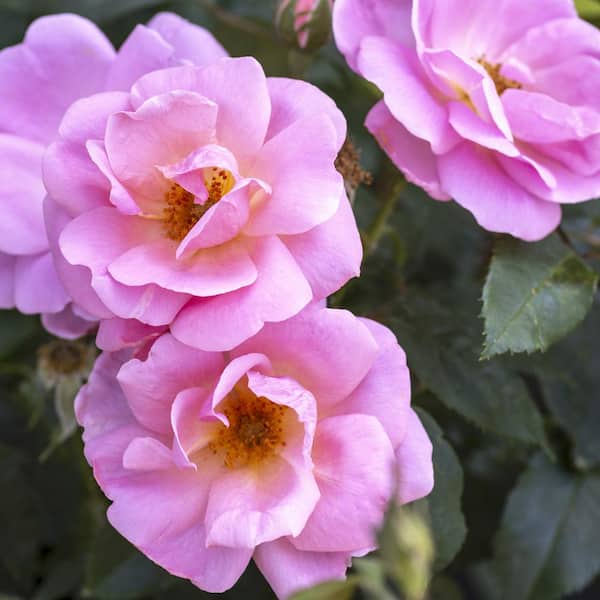 KNOCK OUT Bareroot Peachy Knock Out Rose Bush with Shell KNOCK OUT Bareroot Peachy Knock Out Rose Bush with Shell