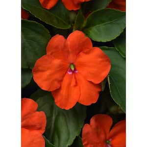 1.38 Pt. Beacon Orange Impatiens Outdoor Annual Plant with Orange Flowers in Grower's Pot (4-Pack)