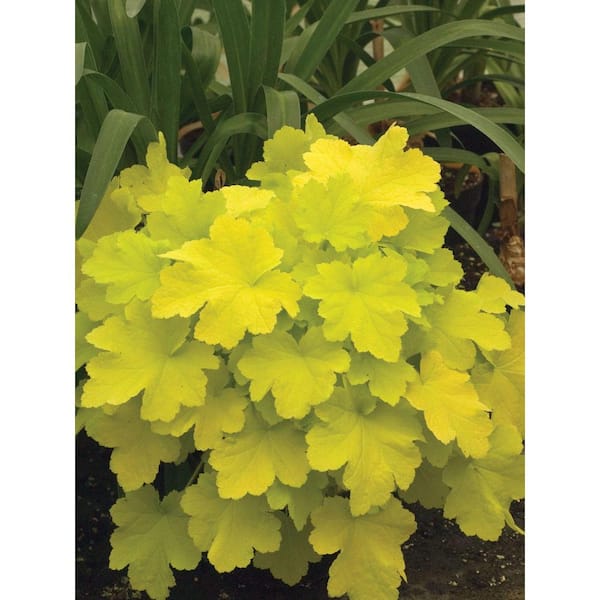 1 Gal. Winter Joy Coral Bells Heuchera Shrub With Low Growing Evergreen Lemon Yellow Foliage