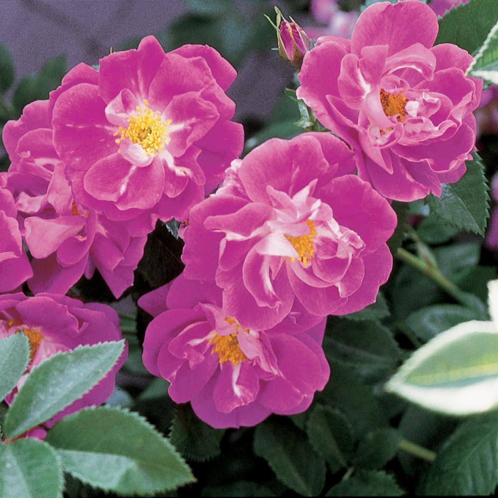 DIRECT GARDENING William Baffin Climbing Rose, Dormant Bare Root