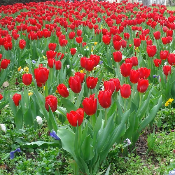 national PLANT NETWORK Tulip Lucky One Bulbs (100-Pack) HD3148C