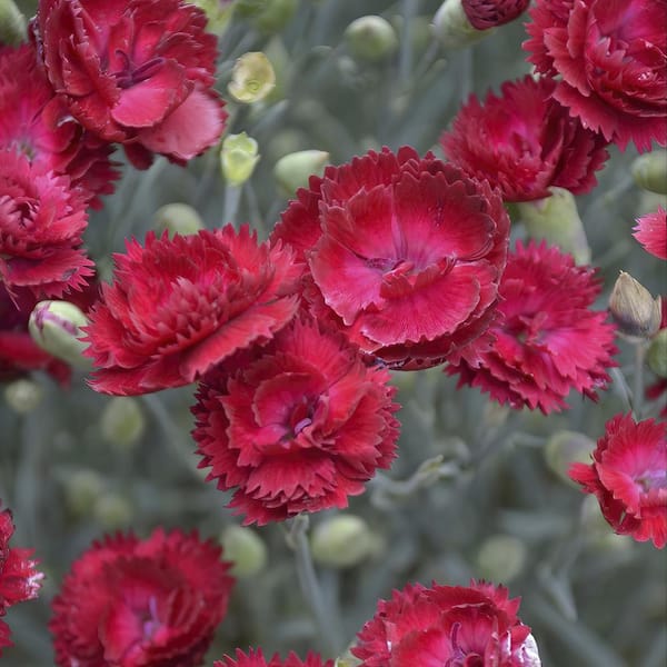 national PLANT NETWORK 3.25 in. Red Fire Dianthus Annual Plant with Red Flowers 3-Piece