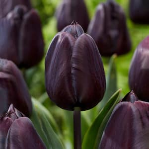 12/+ cm Hybrid Black Nightmare Single Late Tulip Bulbs (Bag of 10)