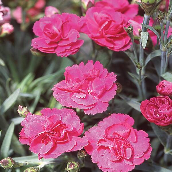 2.5 Qt. Scent First Eternity Rose and Pink Dianthus Plant-61563 - The ...