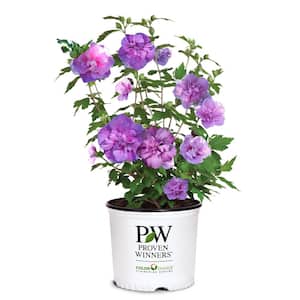 2 Gal. Dark Lavender Chiffon Rose of Sharon (Hibiscus) Plant with Lavender Flowers
