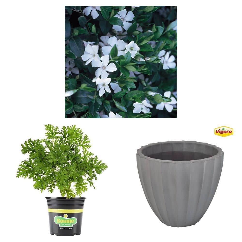 2.32 qt. Citronella Plant, 6 in. White Vinca Annual & 16 in. Gray
