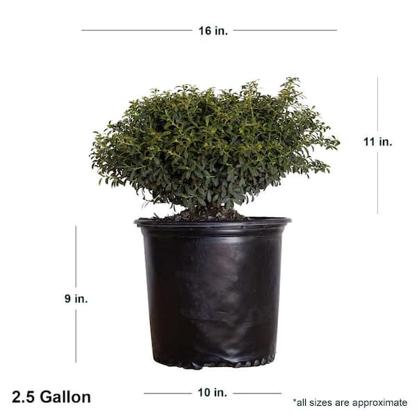 FLOWERWOOD 2.5 Gal - Soft Touch Holly(Ilex), Live Evergreen Shrub