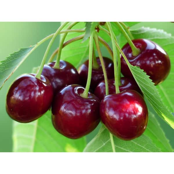 Online Orchards Double Cherry Twist Tree Bare Root CBCH002 - The