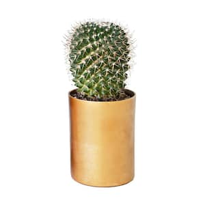 3.25 in. x 4.25 in. Small Round Metal Brass Planter with Split Smooth and Brushed Finish
