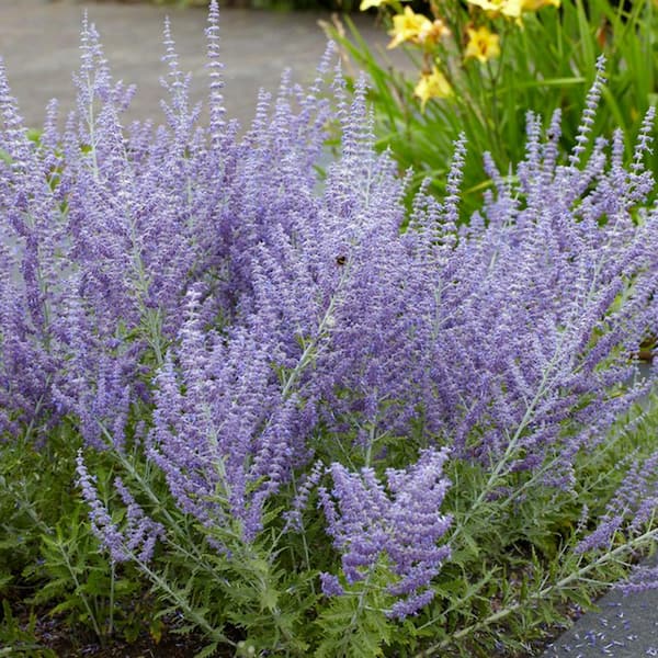 Blue Perovskia Sage Roots (3-Pack)