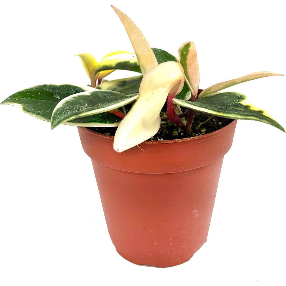 Hoya Krimson Queen-Live Plant in a 4 in. Pot-Hoya Carnosa 'Krimson Queen'-Houseplants Straight from The Nursery price history on PriceWatchPro