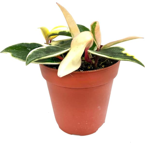 Wekiva Foliage Hoya Krimson Queen-Live Plant in a 4 in. Pot-Hoya Carnosa 'Krimson Queen'-Houseplants Straight from The Nursery