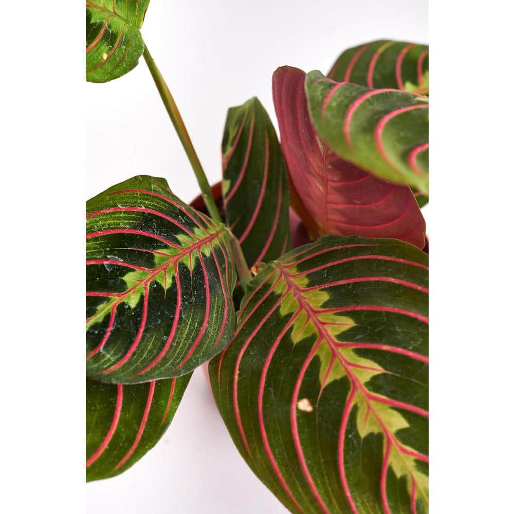 Large Maranta Red Prayer Plant in Brown Grower Pot