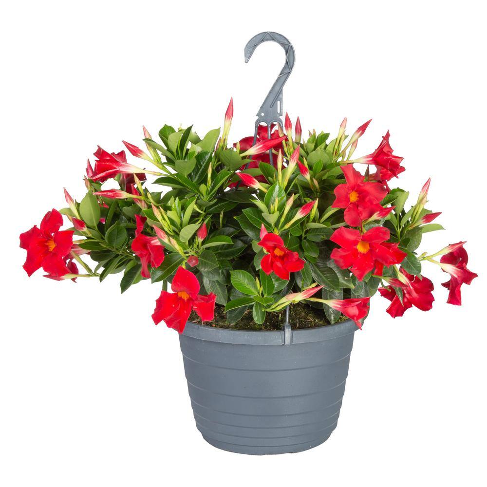 Costa Farms Grower's Choice Premium Mandevilla Live Outdoor Plant in 10