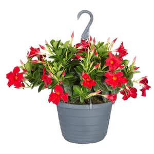 10 in. Premium Mandevilla Live Outdoor Plant in Hanging Basket with Grower's Choice Flower Color