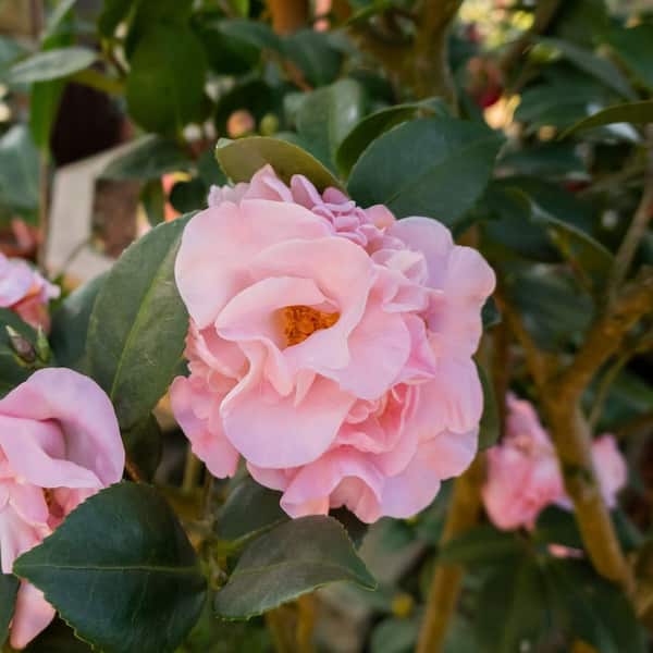 national PLANT NETWORK 1 gal. High Fragrance Camellia