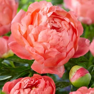 Peonies Coral Sunset Set of 3 Roots