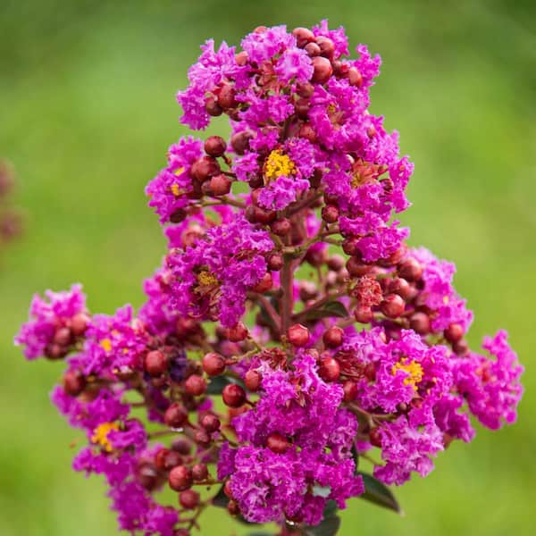 Spring Hill Nurseries 3 Gal. Pot, Northern Belle Magenta Crape Myrtle (Lagerstroemia), Deciduous Flowering Shrub (1-Pack)