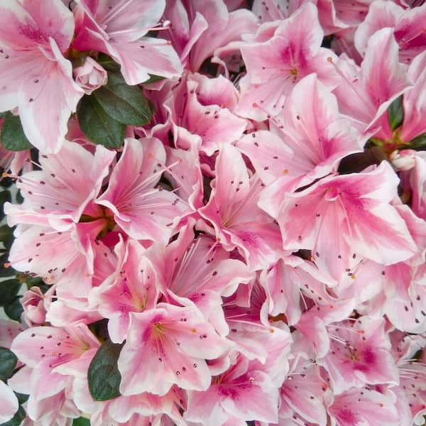 national PLANT NETWORK 1 gal. Azalea Conversation Piece Flowering