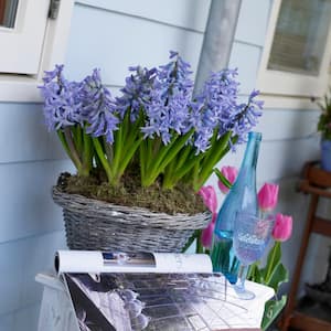 Hyacinths Bulbs Fragrant Baby Blue (Set of 10)