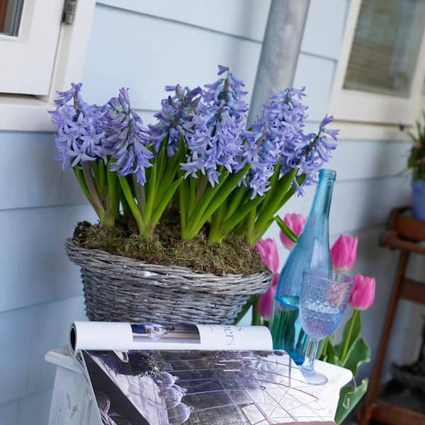 VAN ZYVERDEN Hyacinths Bulbs Fragrant Baby Blue (Set of 10)