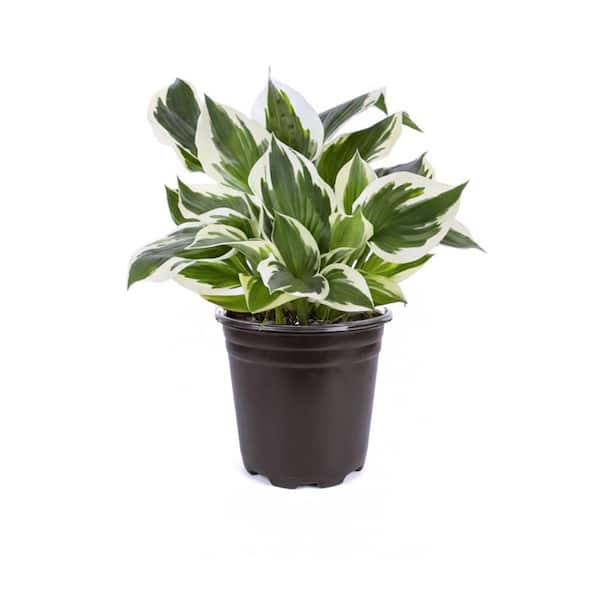 2.5 Qt. Variegated Hosta Live Perennial Plant