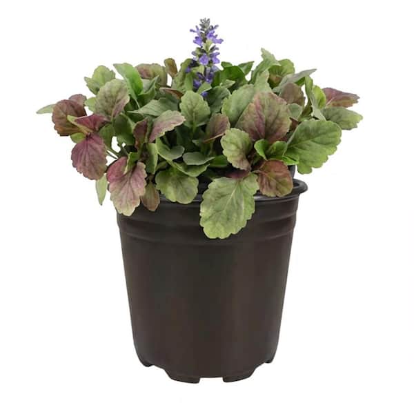 1 Gal. Burgundy Glow Ajuga (Ajuga Reptans) Live Flowering Part Sun Perennial Plant