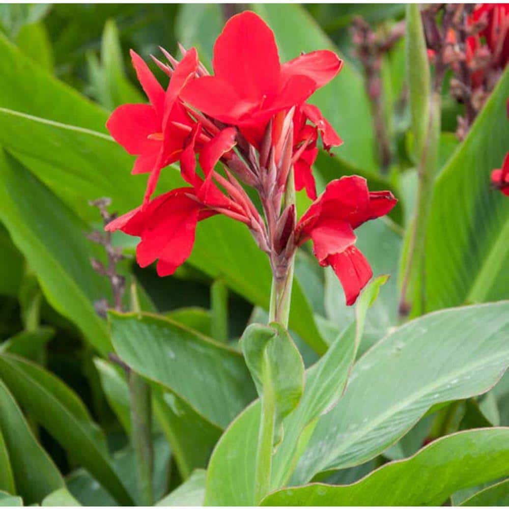 Vigoro 2.6 Qt. Cannova Canna Plant 1001252419 - The Home Depot