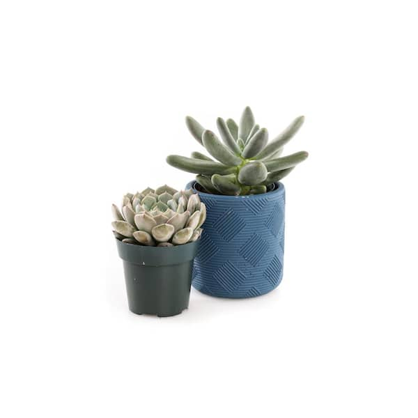 Blu Cloth Desert Succulent Set 2 - Kreatelier