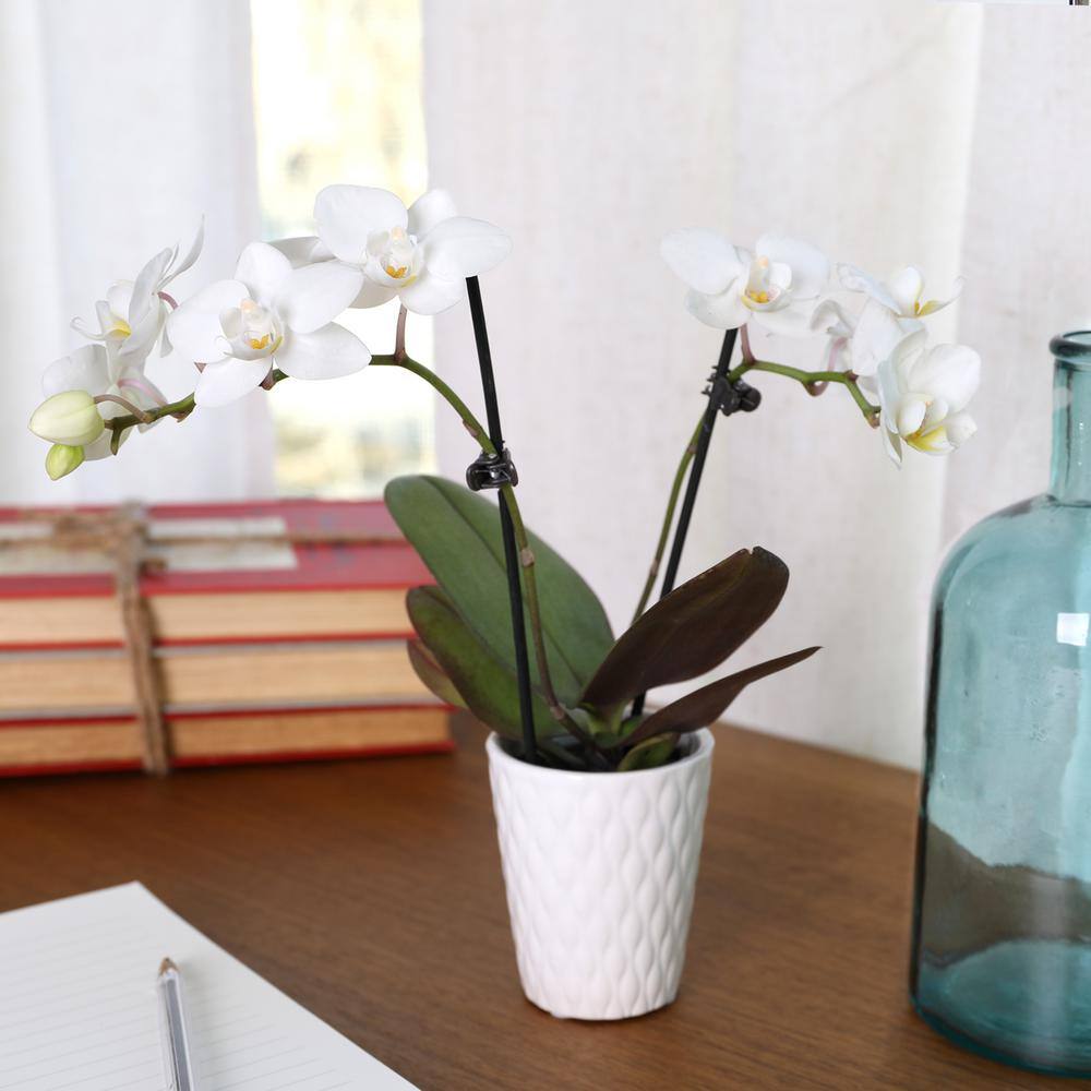 White and Yellow Mini Orchid in Ceramic Pot