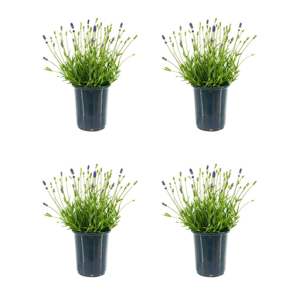 2.5 qt. Perennial Lavender angustifolia English Blue (4-Pack) 2207 - The Home  Depot