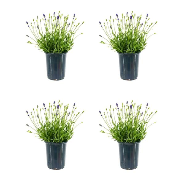 Unbranded 2.5 qt. Perennial Lavender angustifolia English Blue (4-Pack)