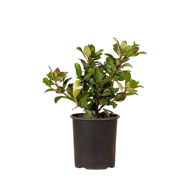 FLOWERWOOD 2.5 Qt. Snow White Indian Hawthorn, Live Evergreen Shrub, White Blooms