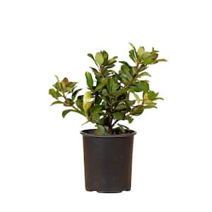 2.5 Qt. Snow White Indian Hawthorn, Live Evergreen Shrub, White Blooms