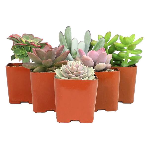 ALTMAN PLANTS Assorted Mini 2 in. Succulent (6-Pack) 0881173 - The