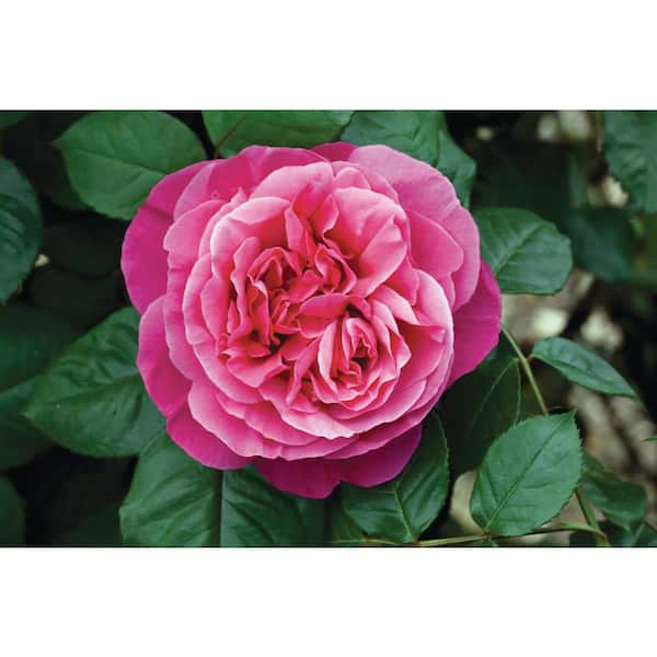 BLOOMABLES Bareroot Scentables Dee-Lish Hybrid Tea Rose Bush with Deep Pink Flowers (2-Pack)