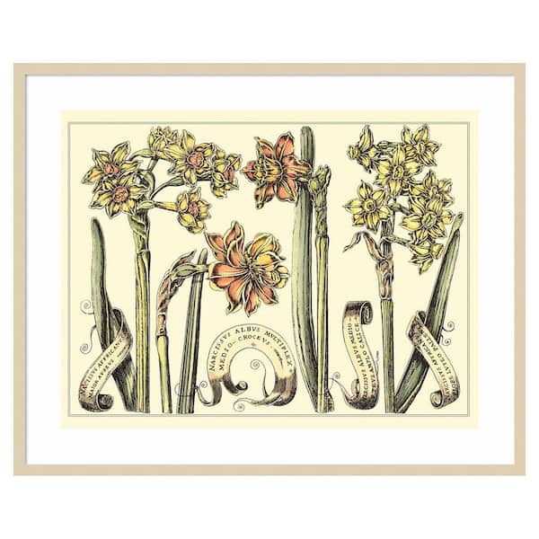 Amanti Art Narcissus in Bloom II by Mark W. Langlois 1-Piece Framed Giclee Nature Art Print 33 in x 41 in