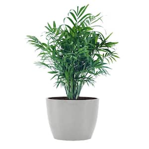 Neanthebella Palm Chamaedorea Elegans Parlor Palm Live Plant in 6 inch Premium Ecopots White Grey Pot