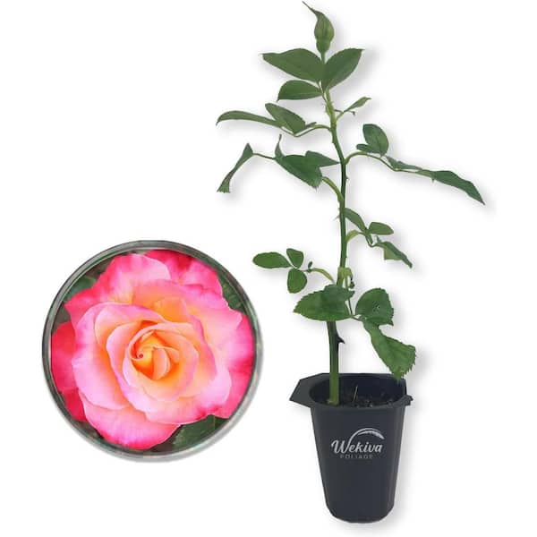 Wekiva Foliage Granada Rose Bush-Live Starter Plant in a 2 Inch Pot-Beautifully Fragrant Heirloom Rose from Florida-Fragrance