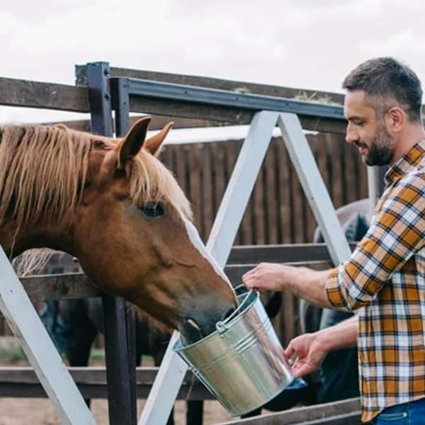 30 lb. Bag Original Feed High Performance Equine Nutrition for All Classes of Horses