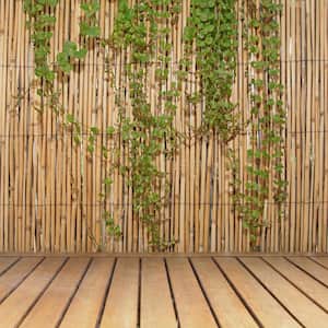 6 ft. H x 16 ft. L Natural Jumbo Reed Bamboo Fencing