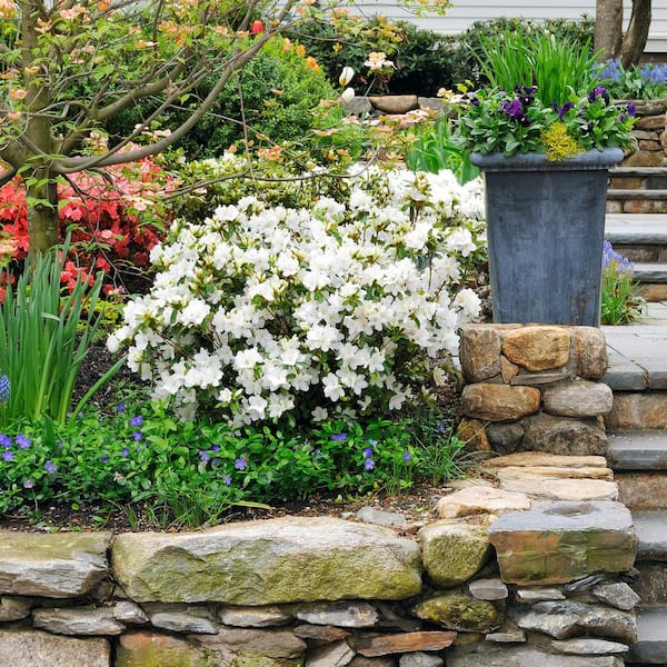 national PLANT NETWORK 2.25 Gal. Azalea Gumpo White Flowering