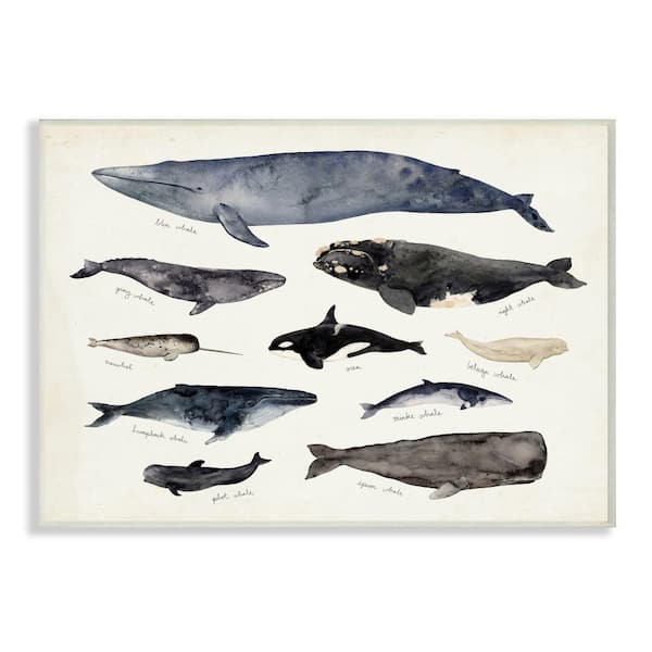 Stupell Industries "Vintage Nautical Chart of Whales Ocean Life" by Victoria Barnes Unframed Animal Wood Wall Art Print 13 in. x 19 in.
