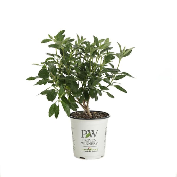 PROVEN WINNERS Beyond Midnight Bluebeard