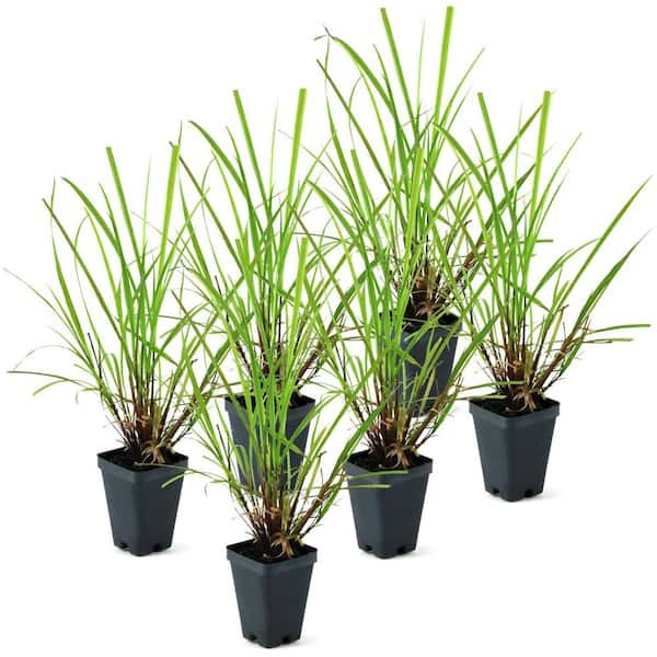 national PLANT NETWORK 2.5 in. Lemon Grass Plant (6-Pack)
