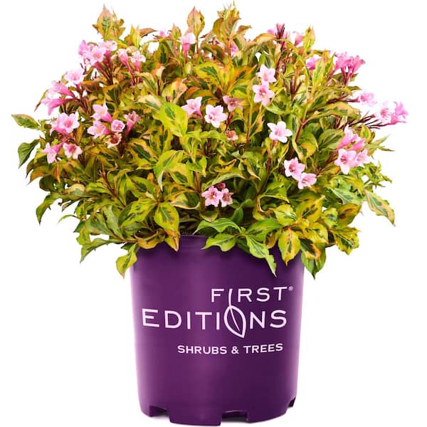 2.0 Gallon Rainbow Sensation Weigela (Weigela florida 'Rainbow Sensation') Shrub with Pink Flowers