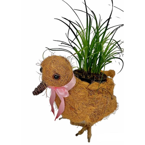 hippie coco’s planet GJ 536 c - NASA Science