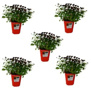 QT Garden Chrysanthemum Plant Red Shades (5-Pack)