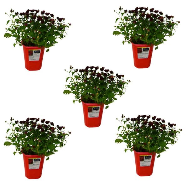 Unbranded QT Garden Chrysanthemum Plant Red Shades (5-Pack)